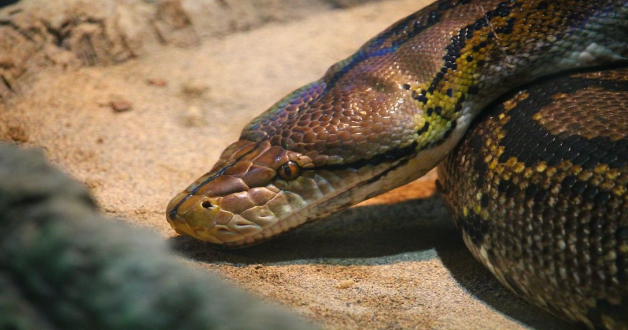 Custom Python Automation for Business Operations - Thiago Programador