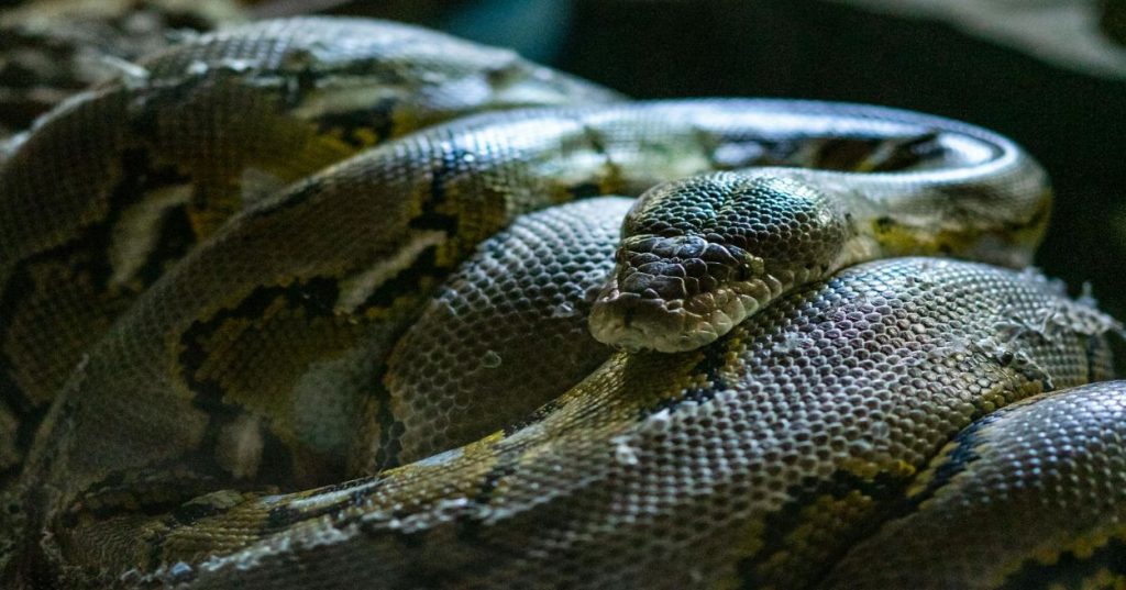 Expert Python Bug Fix: Web Scraping & Data Parsing