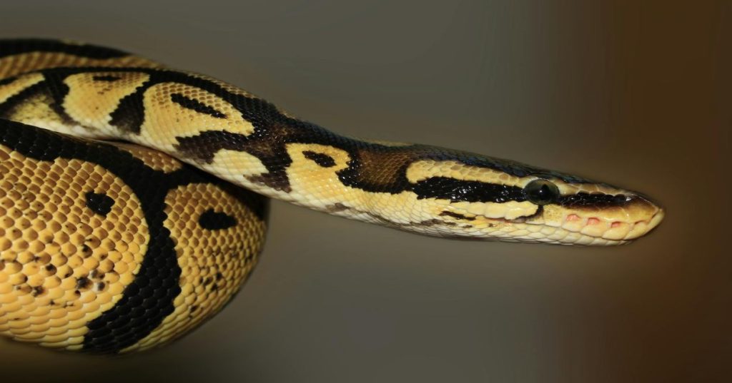 Python Mixed Reality Dental Software Development