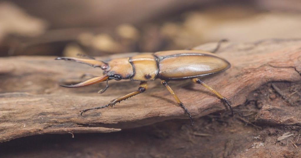 Seu app iOS ou Android com problemas? Thiago Programador oferece expertise em correção de bugs, garantindo performance e uma experiência impecável para seus usuários.