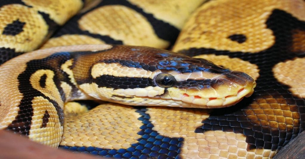 Cansado de bugs em apps Python? Descubra como a IA e automação aceleram a depuração de bancos de dados, garantindo performance e estabilidade. Saiba mais!
