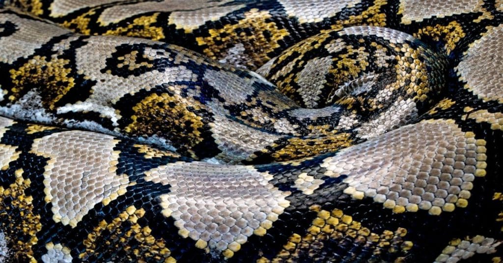 Transforme desafios em oportunidades com web scraping Python do Thiago Programador. Obtenha dados valiosos, automatize coletas e tome decisões estratégicas.