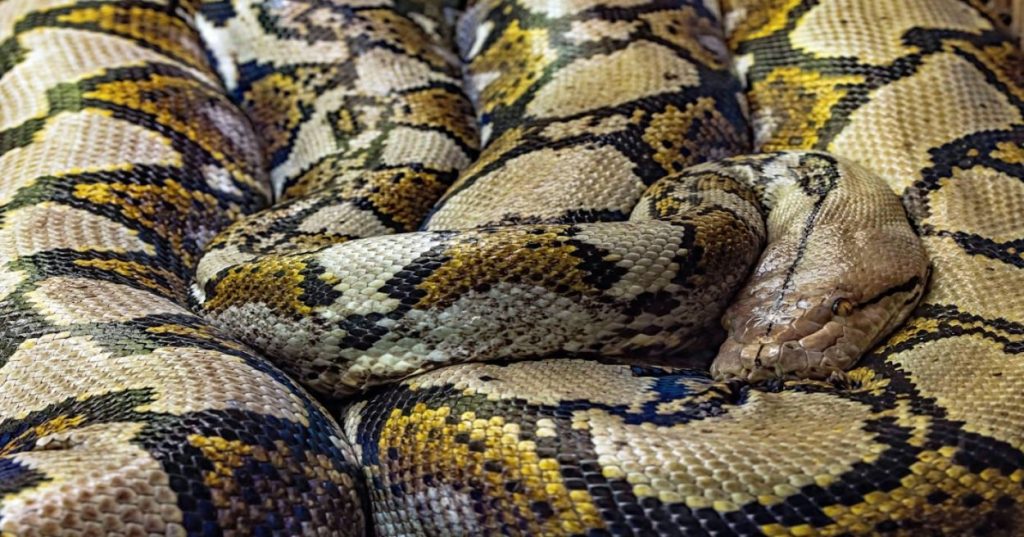 Aprenda como estruturar um pipeline eficiente de automação de processos com inteligência artificial e Python para extrair insights e otimizar relatórios técnicos.