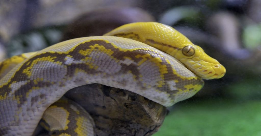 Aprenda a otimizar a extração de dados e análise de documentos complexos com bibliotecas de IA e scripts estruturados em Python.