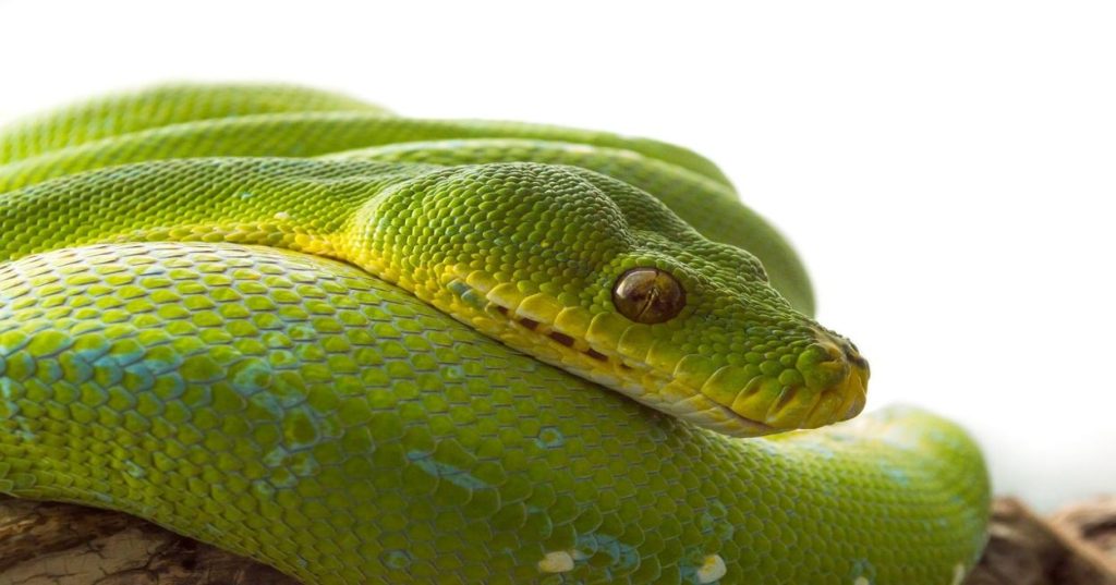 Aprenda a automatizar a classificação e extração de dados de documentos usando Python e Inteligência Artificial de forma segura e performática.