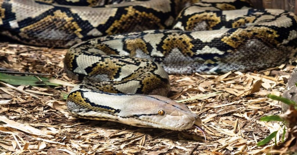 Aprenda a otimizar o suporte ao cliente utilizando Processamento de Linguagem Natural (NLP) com Python e modelos de Inteligência Artificial avançados.