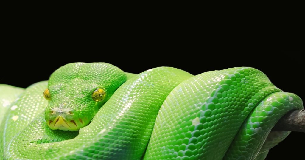 Descubra como estruturar um pipeline assíncrono em Python e IA para extrair dados de relatórios complexos, otimizando o tempo de processamento manual.