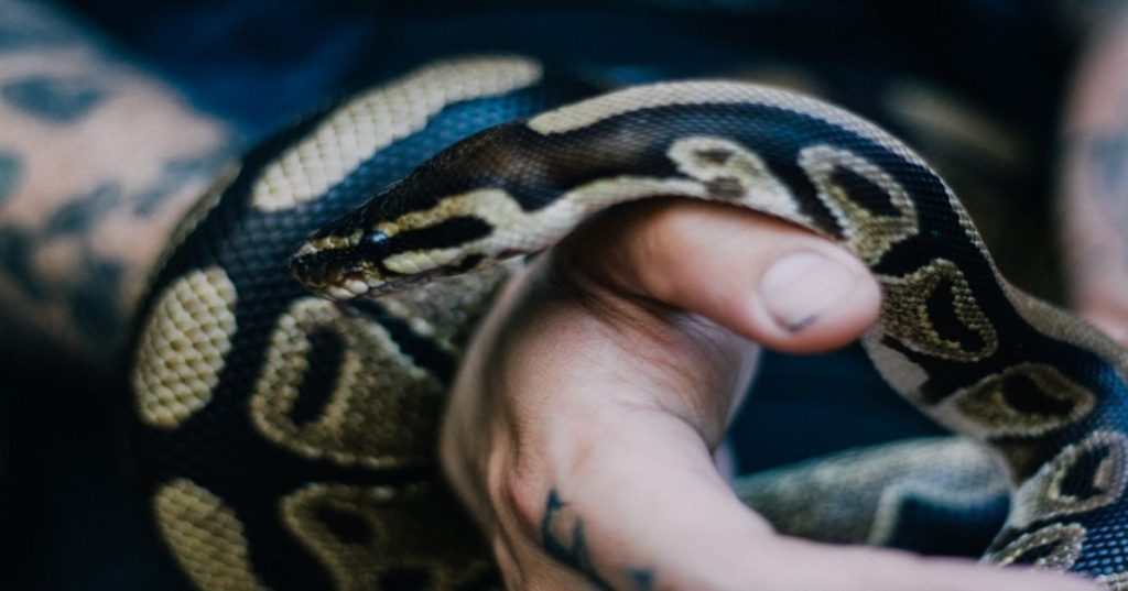 Aprenda como implementar a classificação automática de textos com Python e IA para eliminar processos manuais e aumentar a eficiência da sua empresa.