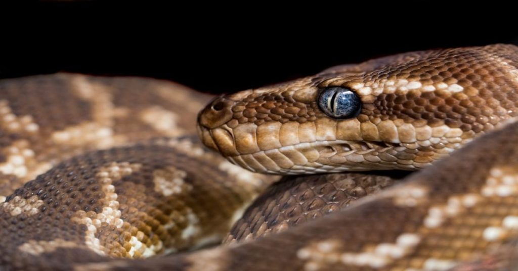 Aprenda a criar um sistema de previsão de churn utilizando Python e Machine Learning. Descubra como a Inteligência Artificial pode prever a perda de clientes.