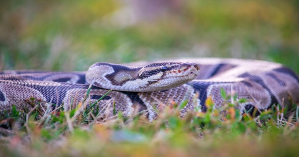 Aprenda como construir um pipeline em Python integrado com IA para extrair dados estruturados de relatórios complexos com alta performance.