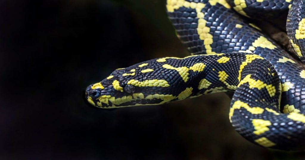 Aprenda a otimizar a análise de dados na sua empresa utilizando modelos de inteligência artificial Python para automação de tarefas e alta performance.