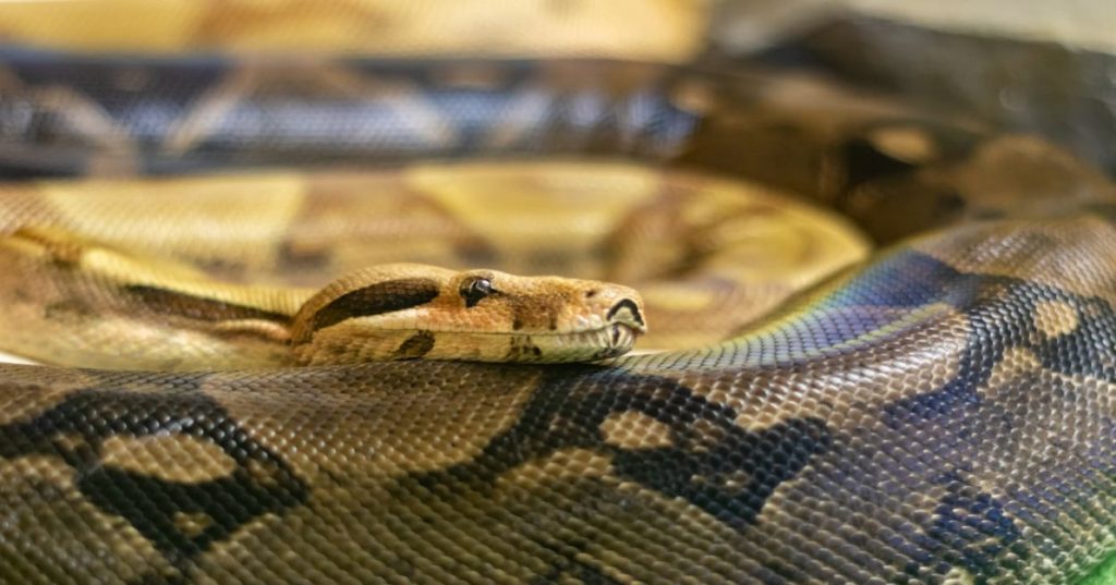 Aprenda como aplicar Processamento de Linguagem Natural (PLN) e Python para automatizar a classificação de leads e acelerar seu pipeline de vendas.