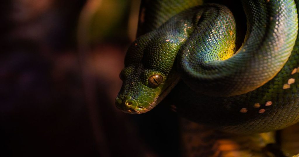 Aprenda como aplicar Python e modelos de Inteligência Artificial para automatizar a análise de sentimento de clientes em tempo real, otimizando processos e decisões.