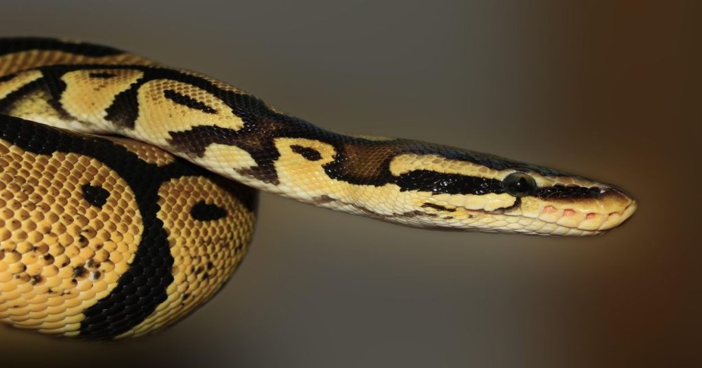 Aprenda a otimizar estoques e prever demandas de vendas utilizando Python, Machine Learning e automação de pipelines de dados estruturados.
