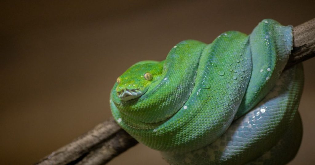Aprenda a desenhar a arquitetura técnica do Odoo ERP com Python, integrando CRM, regras de CPQ complexas e operações sob medida de forma escalável.