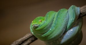 Aprenda a desenhar a arquitetura técnica do Odoo ERP com Python, integrando CRM, regras de CPQ complexas e operações sob medida de forma escalável.