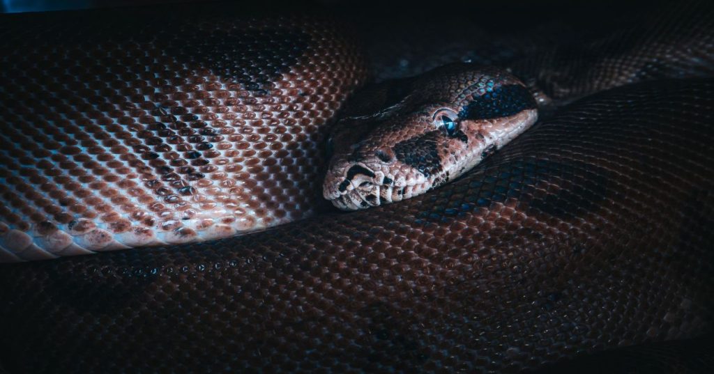 Aprenda a construir um bot em Python para autenticar no Pricefx, aplicar filtros predefinidos e automatizar o download agendado de relatórios de preços.