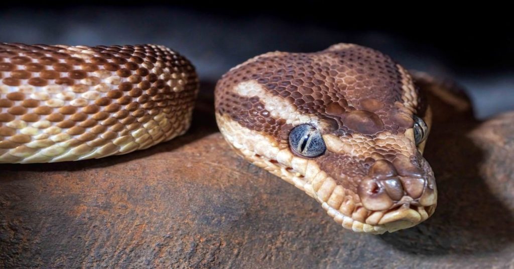 Aprenda a construir um operador de IA em Python para automatizar rotinas financeiras e de negócios com segurança, performance e validação de dados.