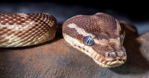 Aprenda a construir um operador de IA em Python para automatizar rotinas financeiras e de negócios com segurança, performance e validação de dados.