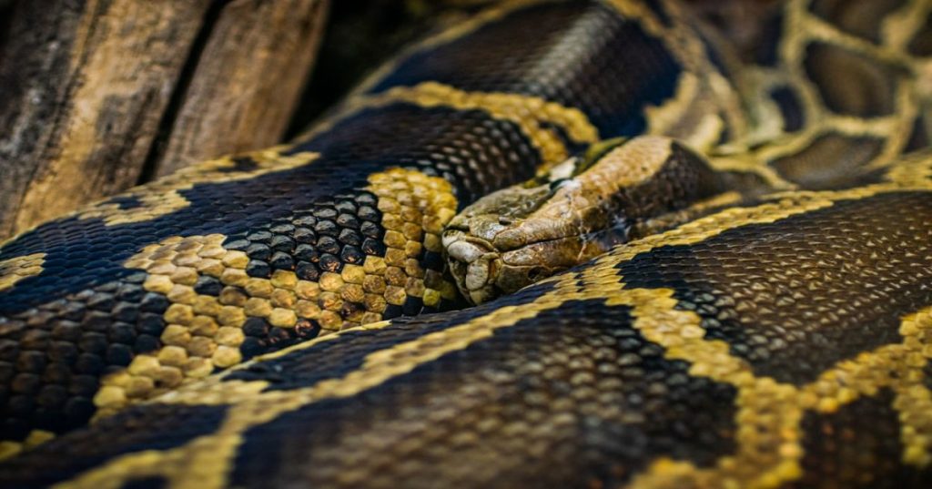 Aprenda a estruturar um pipeline automatizado em Python com LLMs e OCR para extrair dados de documentos complexos com alta precisão.