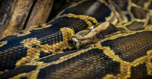 Aprenda a estruturar um pipeline automatizado em Python com LLMs e OCR para extrair dados de documentos complexos com alta precisão.