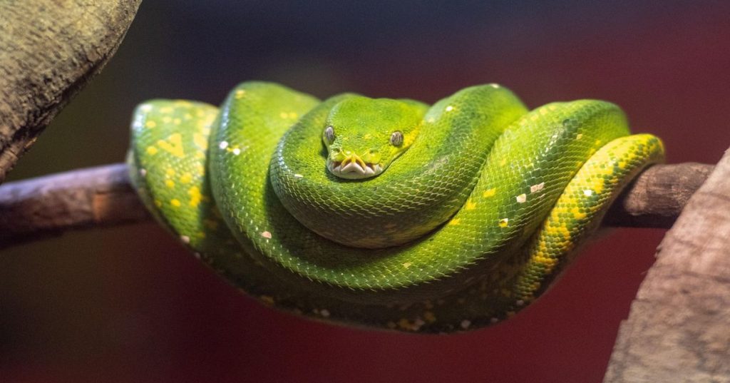 Aprenda a automatizar a extração e o resumo de respostas de formulários web diretamente para o Excel usando Python e integrações inteligentes.