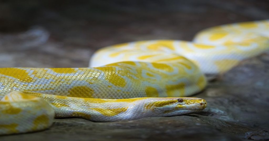 Aprenda a criar um motor de precificação preditiva em tempo real com Python e IA para ajustar preços e lances automaticamente com base em atributos do lote.