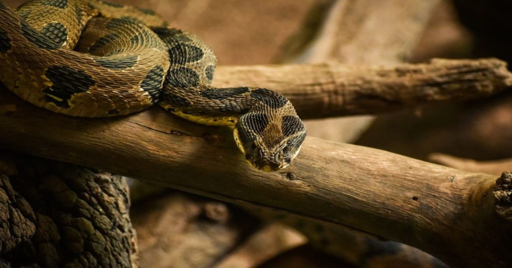 Aprenda a construir uma arquitetura de sincronização de estoque em tempo real para varejo físico usando Python, WebSockets e Redis.