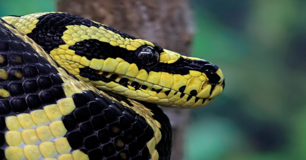 Aprenda a criar um pipeline escalável para extração de dados não estruturados em PDFs e imagens utilizando Python, OCR e Inteligência Artificial.