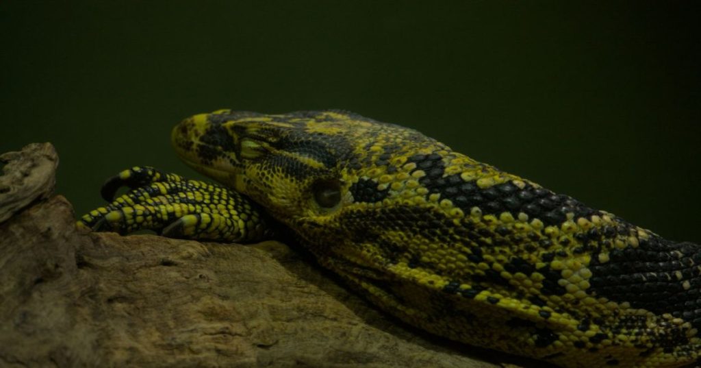 Aprenda a analisar grandes bases de dados MySQL usando Python sem estourar a memória. Estratégias de chunking, streaming e código otimizado para pipelines robustos.