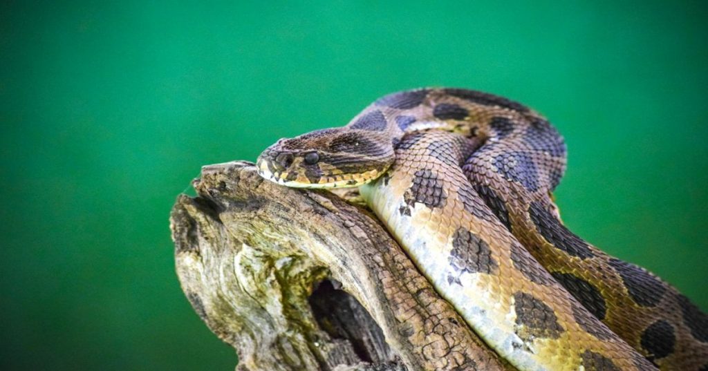 Aprenda a estruturar pipelines de análise inferencial para o setor hídrico com Python, utilizando Statsmodels e SciPy para validar hipóteses e mitigar perdas.