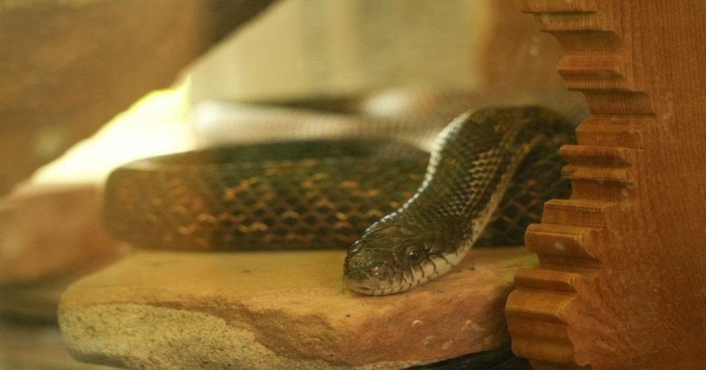 Aprenda a estruturar um pipeline de web scraping em tempo real com Python integrado ao Next.js para automação de dados e Instant SEO escalável.