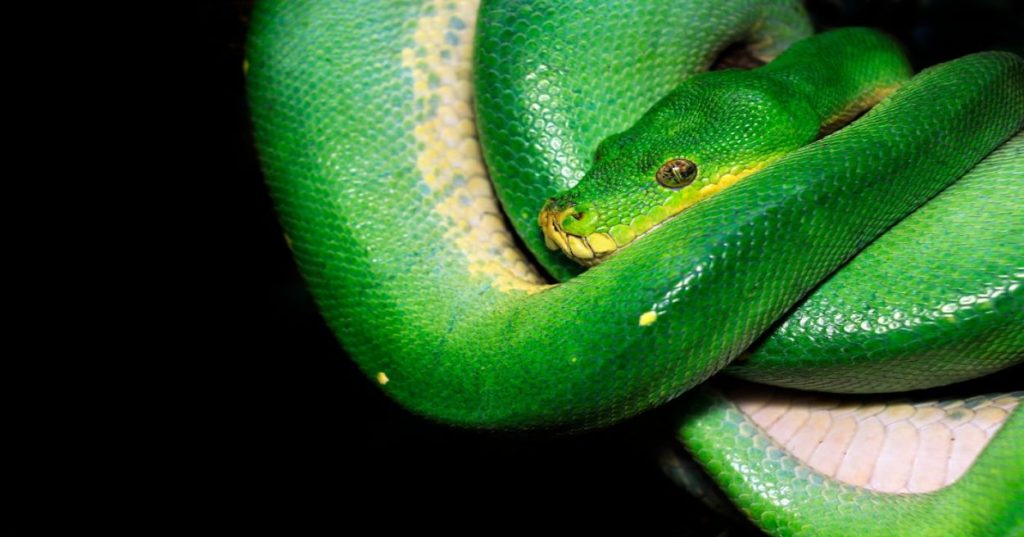 Aprenda a estruturar a arquitetura técnica de um MVP de rede social em Python com feeds otimizados, Redis e moderação inteligente via IA.