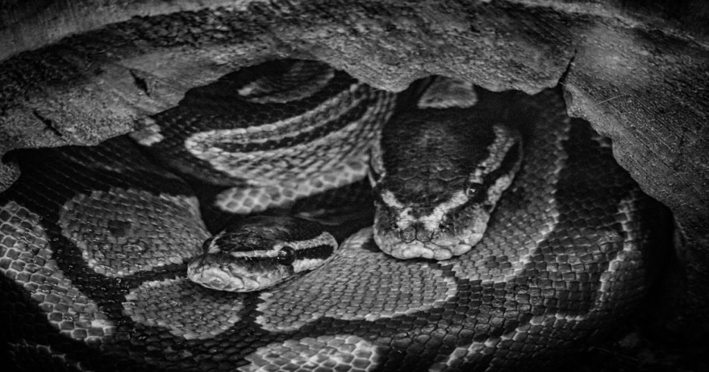 Aprenda a estruturar uma aplicação full-stack moderna com Python e IA, focando em arquitetura assíncrona, streaming de dados e alta performance.
