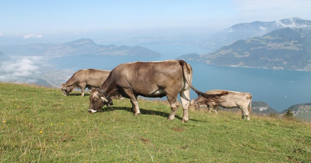 Aprenda a estruturar um fluxo no n8n para clínicas veterinárias, automatizando lembretes de consultas, vacinas e follow-up pós-atendimento.
