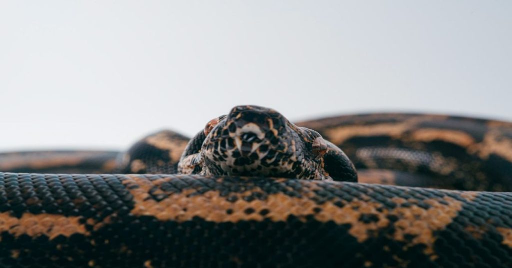 Aprenda a substituir fluxos manuais de teste por uma cadeia de agentes autônomos em Python para validação contínua e escalável de software.