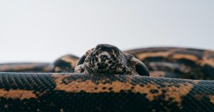 Aprenda a substituir fluxos manuais de teste por uma cadeia de agentes autônomos em Python para validação contínua e escalável de software.