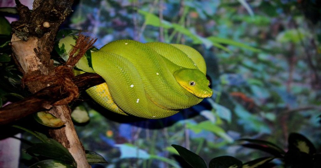 Aprenda a criar um pipeline em Python para extrair e categorizar transações bancárias de CSV e PDF usando normalização textual e classificação inteligente.
