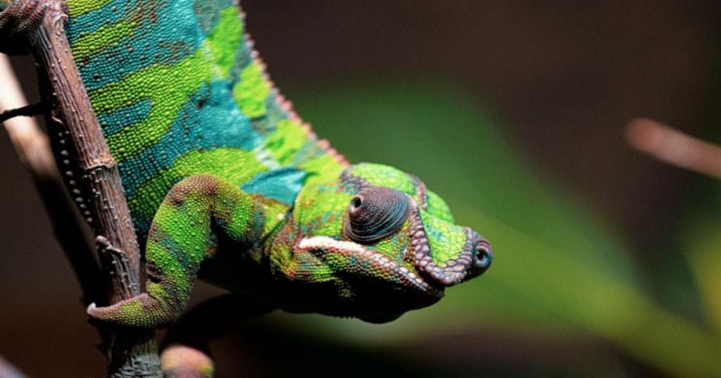 Aprenda a instalar, configurar e otimizar o Chameleon Dating Software em PHP e MySQL com foco em segurança, queries eficientes e alta disponibilidade.