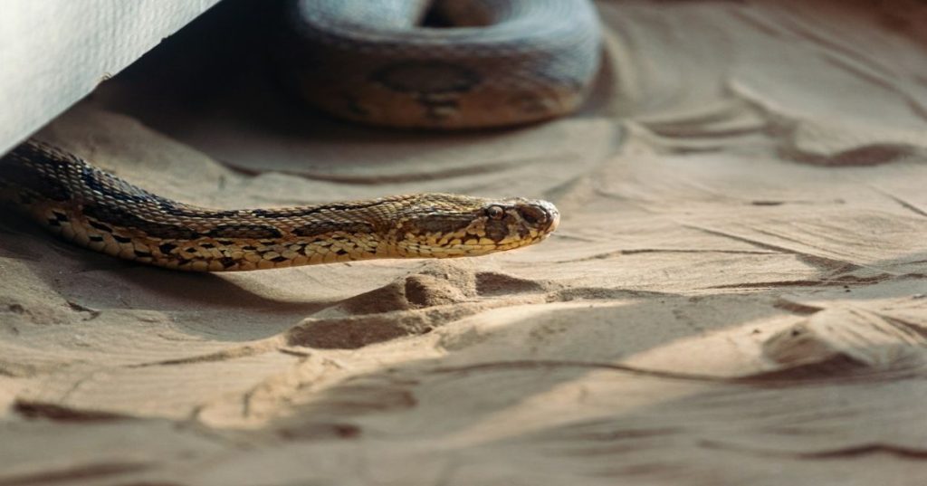 Aprenda a processar nuvens de pontos LiDAR de alta densidade (+30 pts/m²) e automatizar a classificação no padrão ICSM Level 3 com Python e PDAL.