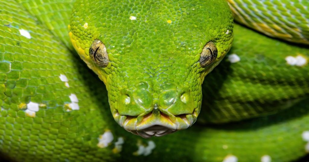 Aprenda a estruturar um pipeline de classificação supervisionada de dados numéricos em Python com pré-processamento, validação e modelos eficientes.