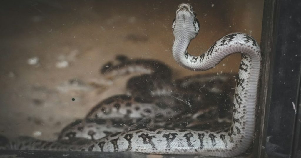 Aprenda a estruturar um pipeline em Python para extrair dados financeiros do ERP e integrá-los ao Oracle EPM Cloud via REST API com validação automatizada.