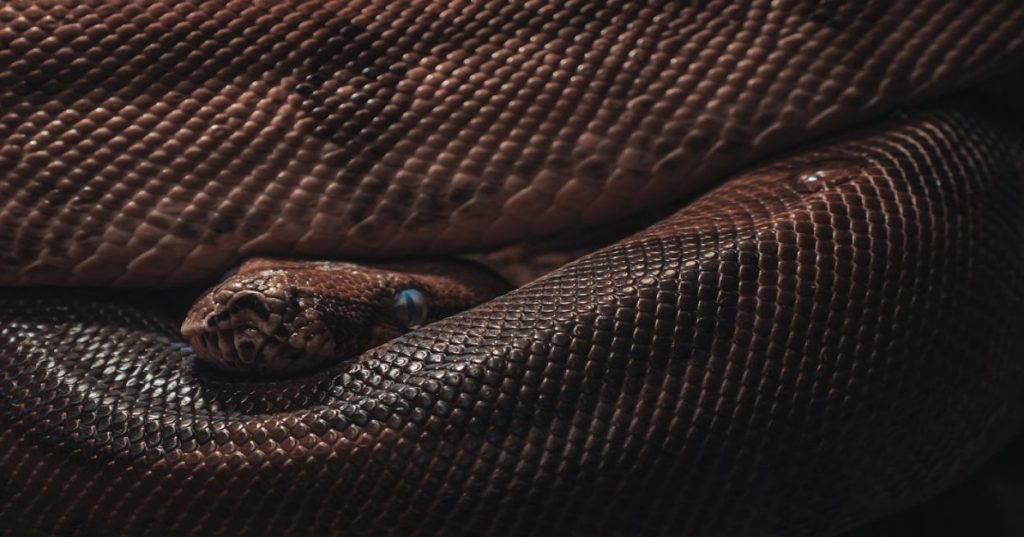 Aprenda a construir uma automação em Python para login e extração diária de relatórios do UserTesting, integrando alertas e dados ao fluxo do seu time.