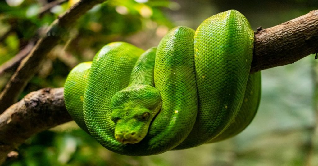 Aprenda a construir um pipeline em Python com IA para automatizar BDE e qualificação de vagas corporativas no setor de IT Hiring.