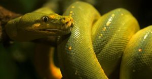 Aprenda a criar uma automação de cliques em jogos mobile com Python, ADB e OpenCV para resgatar recompensas diárias sem erros de interface.