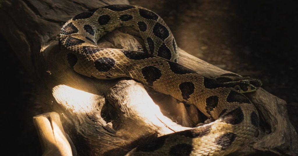 Aprenda a construir um backtester quantitativo em Python para estratégias híbridas de opções multiativos, cobrindo modelagem de gregas e dados de 2020 ao presente.