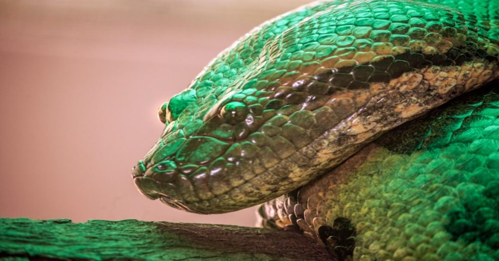 Aprenda a arquitetar um bot de opções NIFTY em Python usando a Zerodha Kite API. Conheça as melhores práticas de execução assíncrona e gestão de risco.