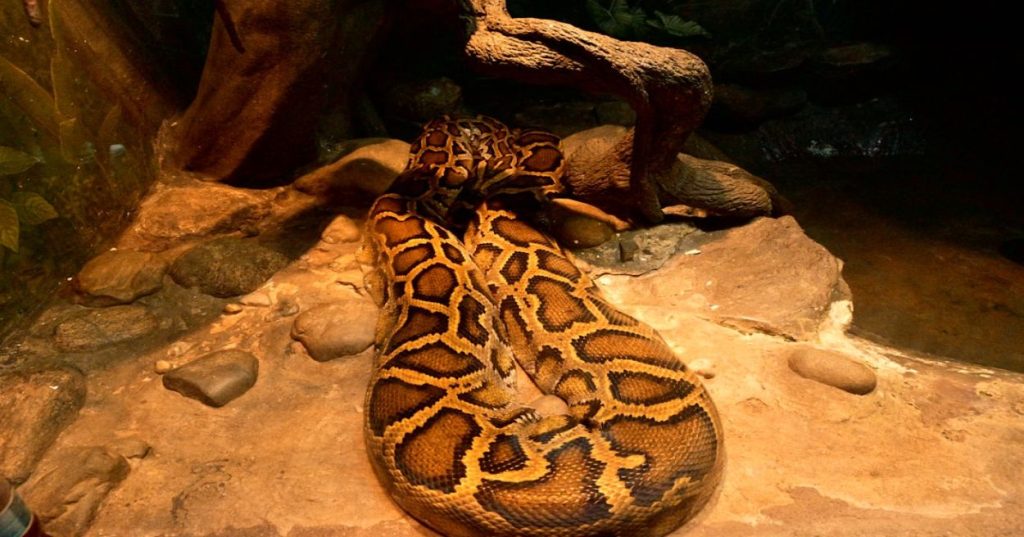 Aprenda a arquitetar um bot trading Binance Spot em Python com estratégia multi-sniper assíncrona, execução de baixa latência e controle rigoroso de risco.