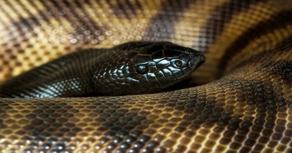 Aprenda a arquitetar um crawler de notícias contínuo em Python com asyncio, trafilatura e estratégias de deduplicação eficientes.