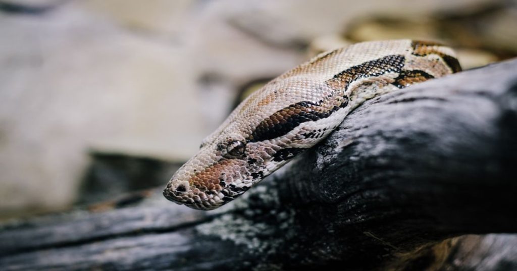 Aprenda a construir uma ferramenta web leve para upload, detecção automática de encoding e formatação de arquivos CSV usando Python.